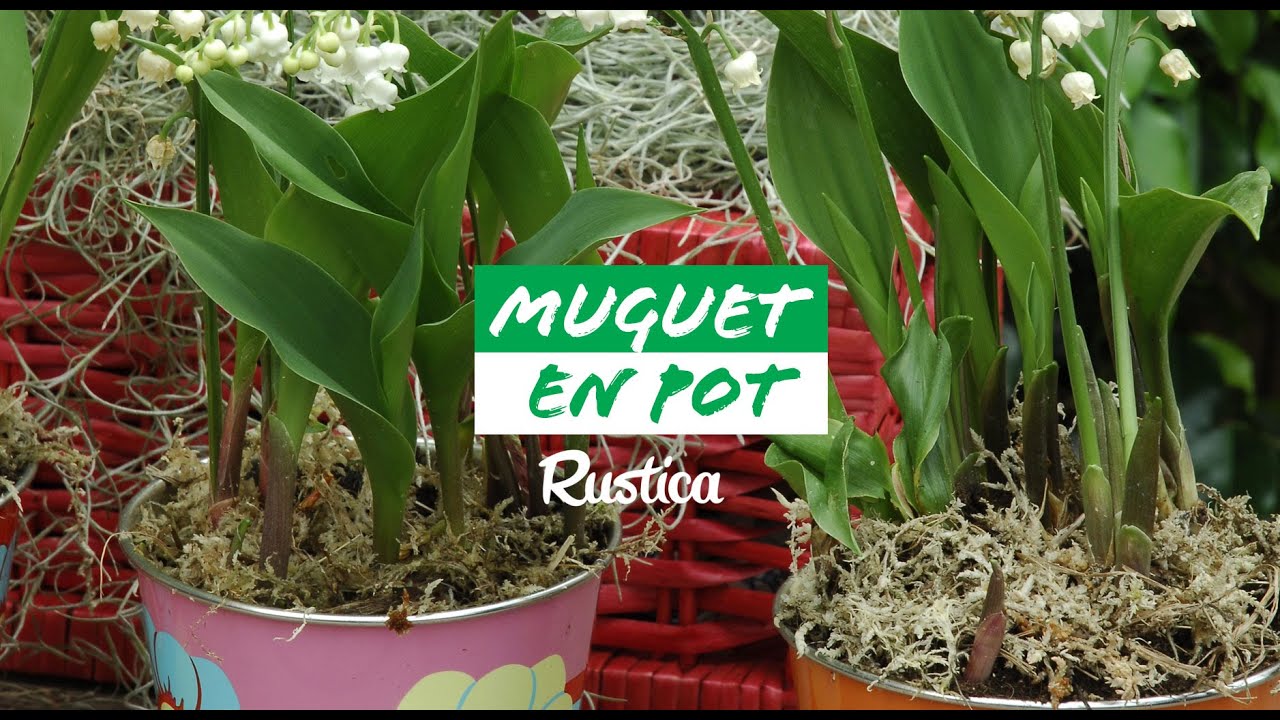 Réussir la culture du muguet en pot