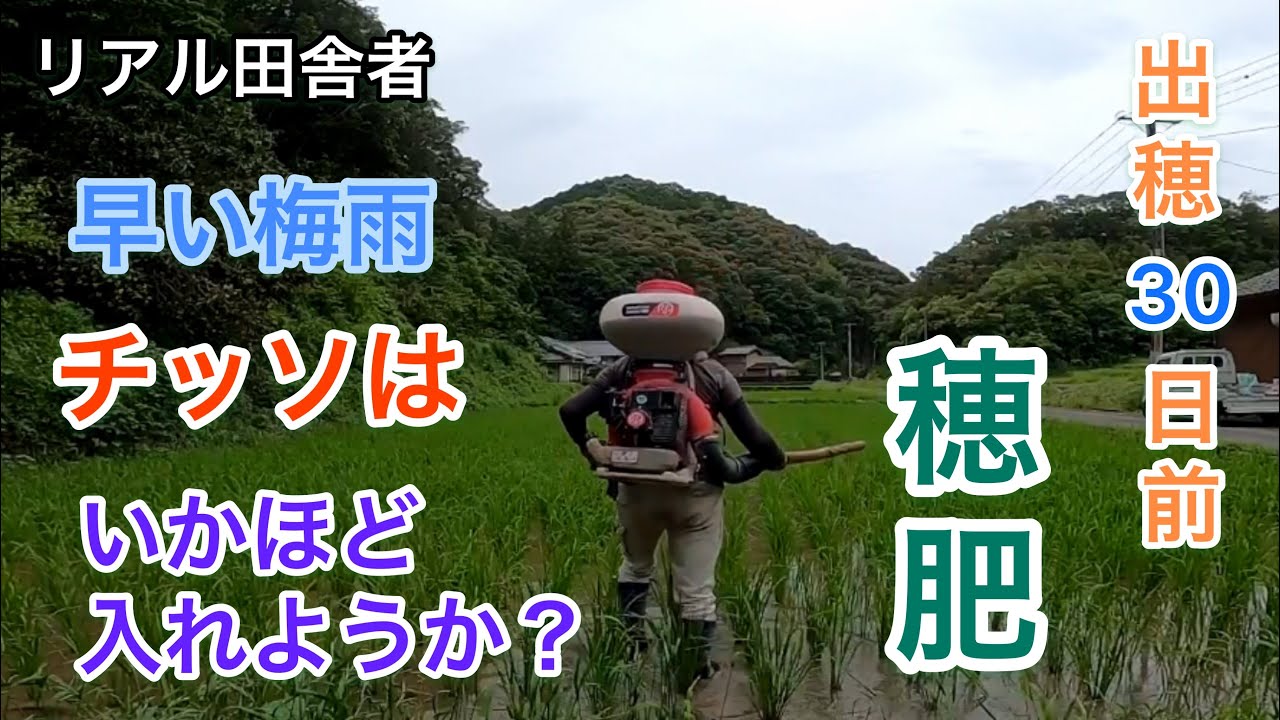 【への字型稲作】コシヒカリに穗肥を入れました。MリンPK・尿素・ケイ酸｜出穂30日前予想