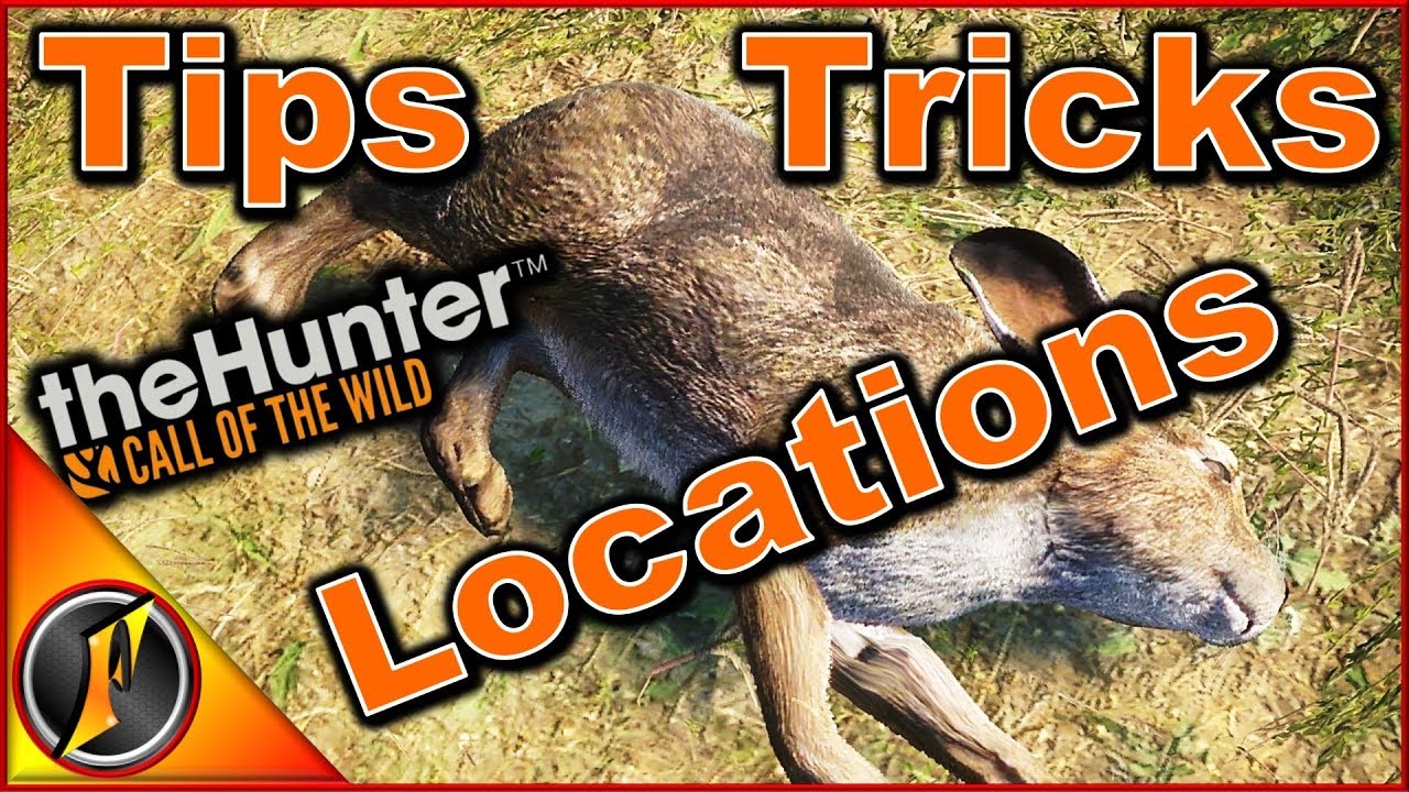 How to Hunt Rabbits | theHunter: Call of the Wild 2018