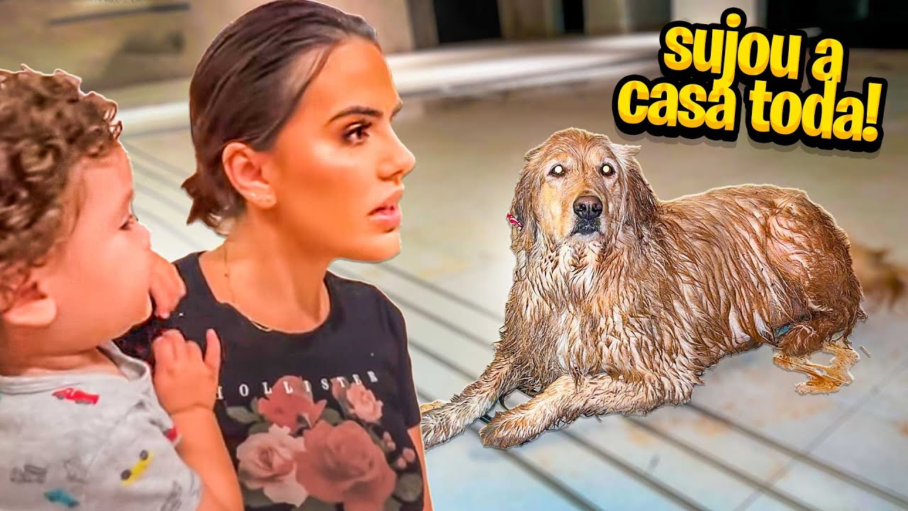 OS CACHORROS ENTRARAM NA PISCINA E SUJARAM TODA A CASA