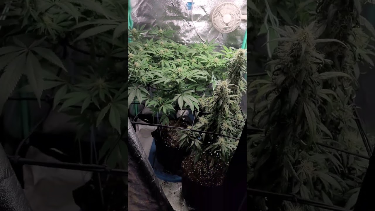 bc god bud starting of week 4 after flipping
