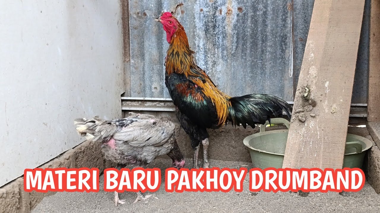 PAKHOY DRUMBAND LINE JACKSON 🥁🥁🥁