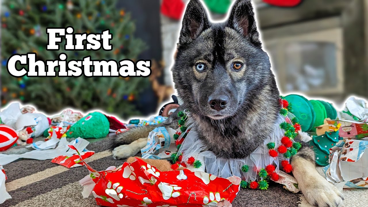My Husky Puppies FIRST Christmas🎄 Dogs Opening Christmas Presents
