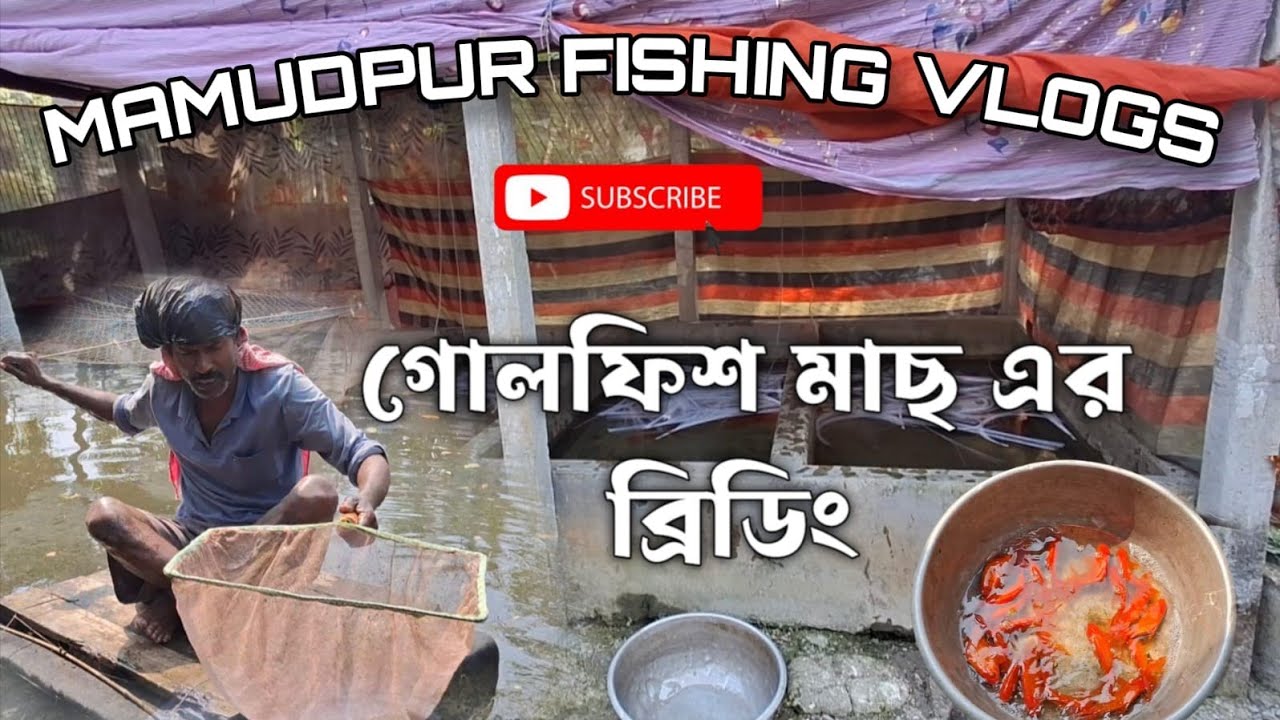গোলফিশ মাছ ব্রিডিং 🐠❤️#video #shortvideo #video #shorts #viral