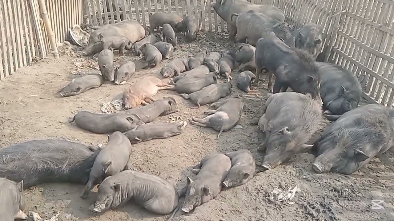 শীতের সকালে শুকরের খামারে। Bangladeshi Farm .