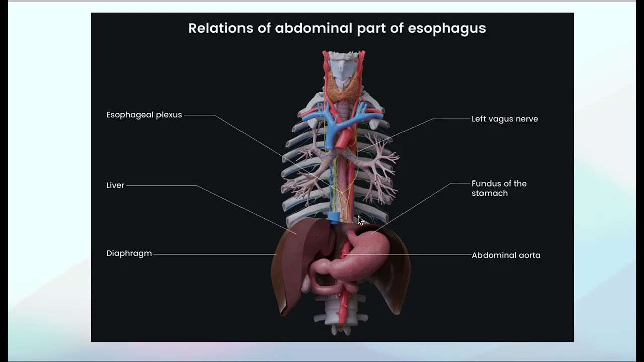 esophagus