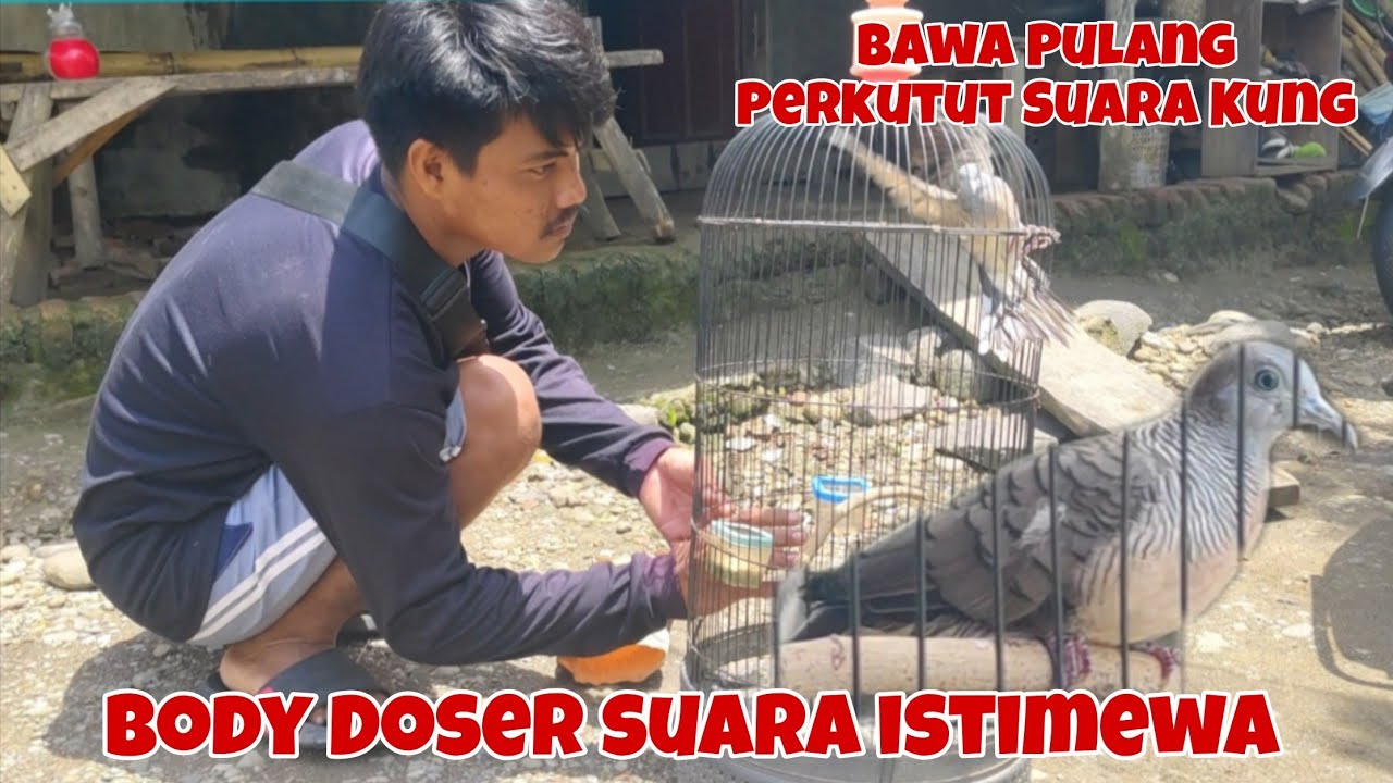 Bawa Pulang Perkutut Suara Kung Dari Pemikat body Doser