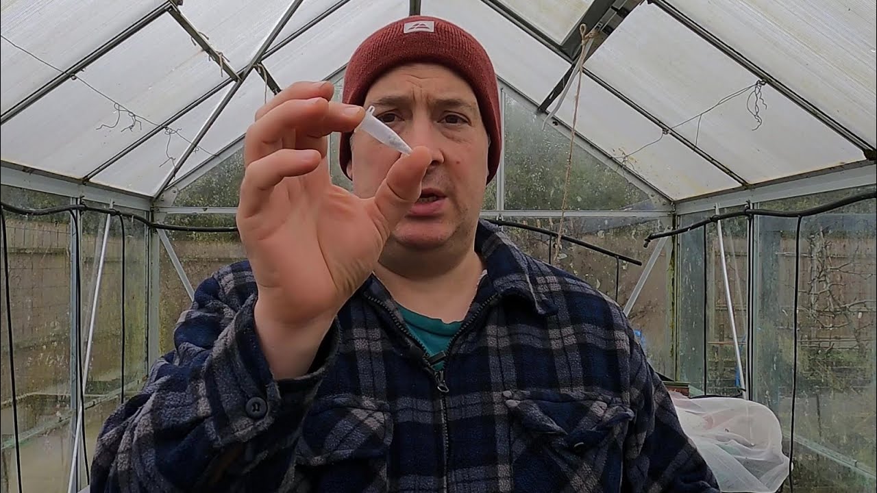 Sowing tomato rootstocks... and a bit of waffle :)