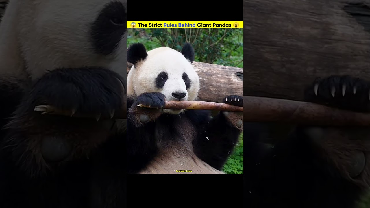The Secret Behind Giant Panda Rules||ప్రపంచంలోని అన్ని పాండాలపై చైనాకు మాత్రమే హక్కు ఎందుకుంది?😮😱