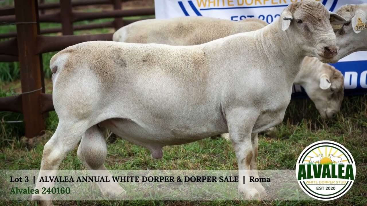Lot 3 - Alvalea 240160 - Alvalea White Dorper & Dorper Sale - 13th March 2026 - Roma Qld