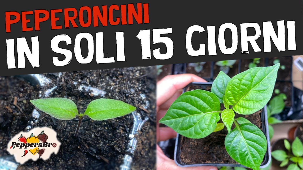 Rinvaso Peperoncini! L' ERRORE che blocca la crescita !🌱⚠️