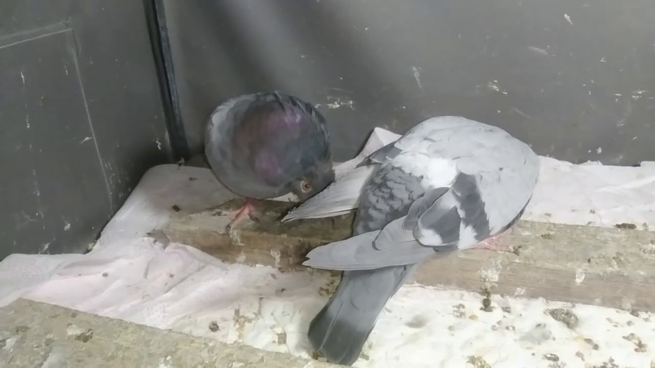 Morada y otras consideraciones PARAMIXOVIROSIS PMV