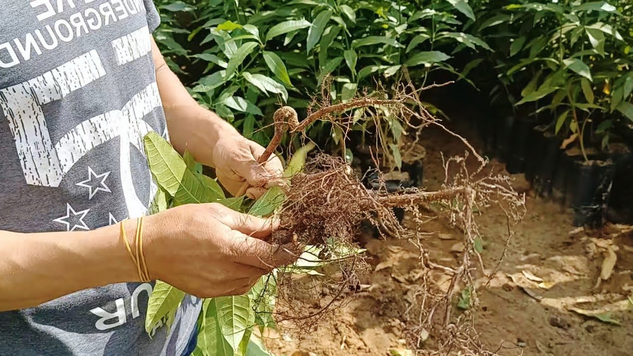 الفرق بين شتلات المانجو السكري العادي و الملش 🥭 | أهم النصائح بخصوص أستلام الشتلات من المشتل 🥭