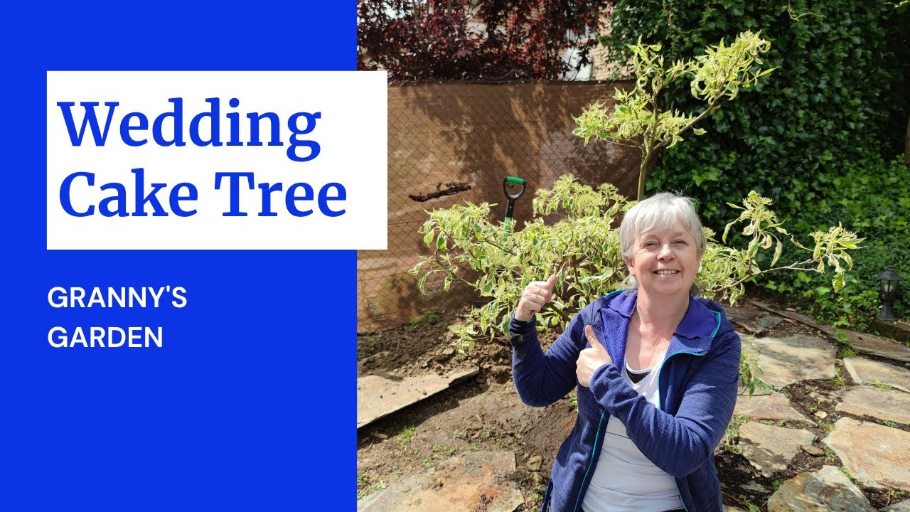 CORNUS CONTROVERSA VARIEGATA / WEDDING CAKE TREE