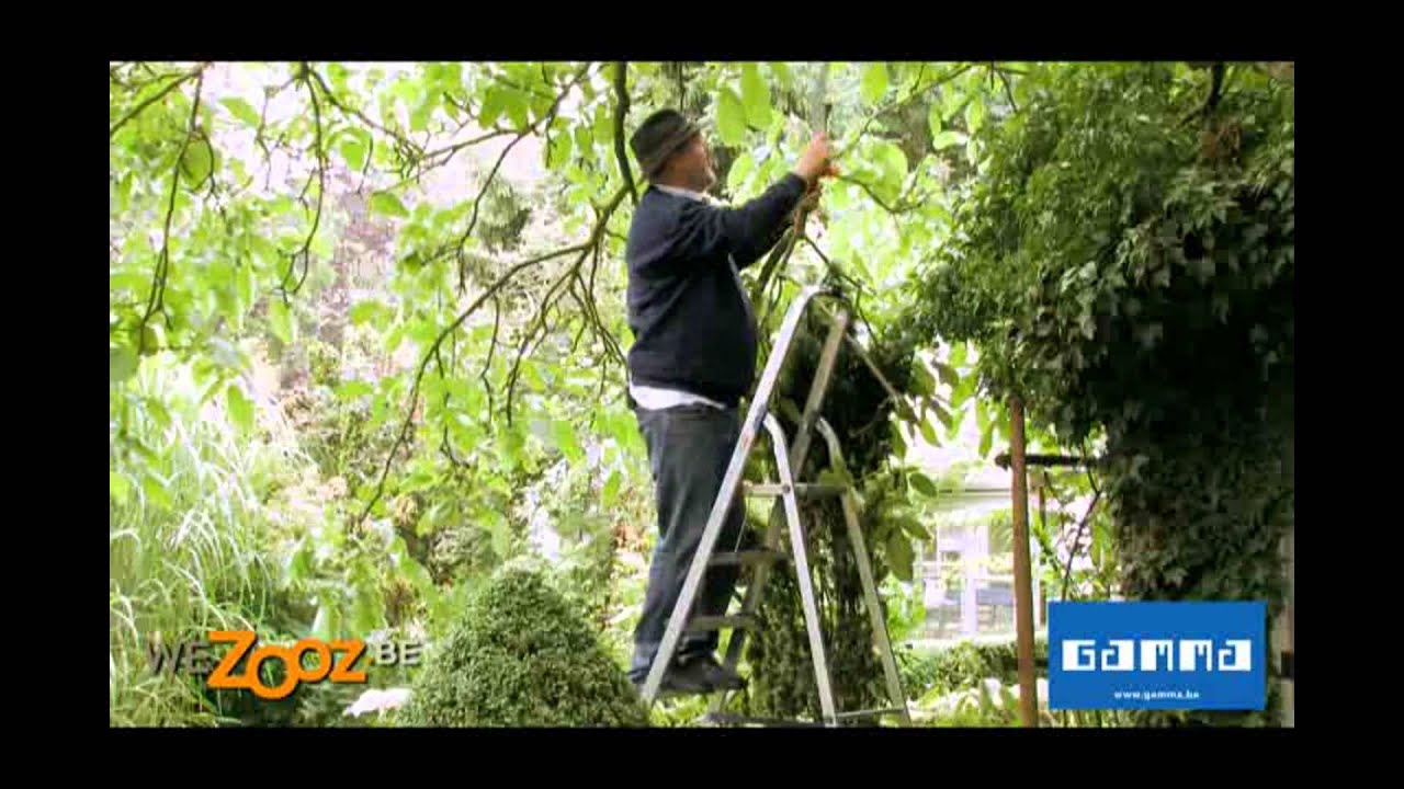 Notelaar en bomen snoeien - Tuinadvies | GAMMA België