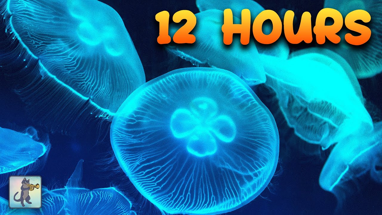 Jellyfish Aquarium Collection ~ Relaxing Music for Sleep, Study, Meditation & Yoga &bull; Screensaver