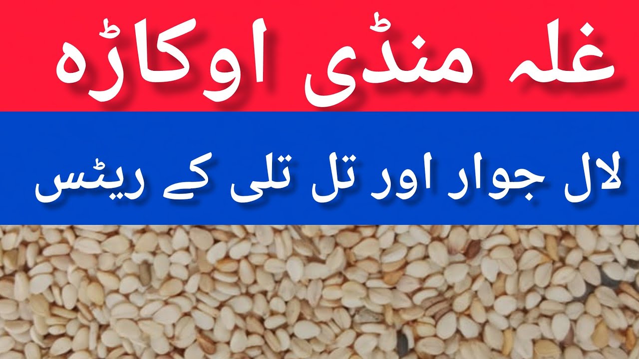 Lal jowar till ka rate AJ okara mandi 20.01.2026
