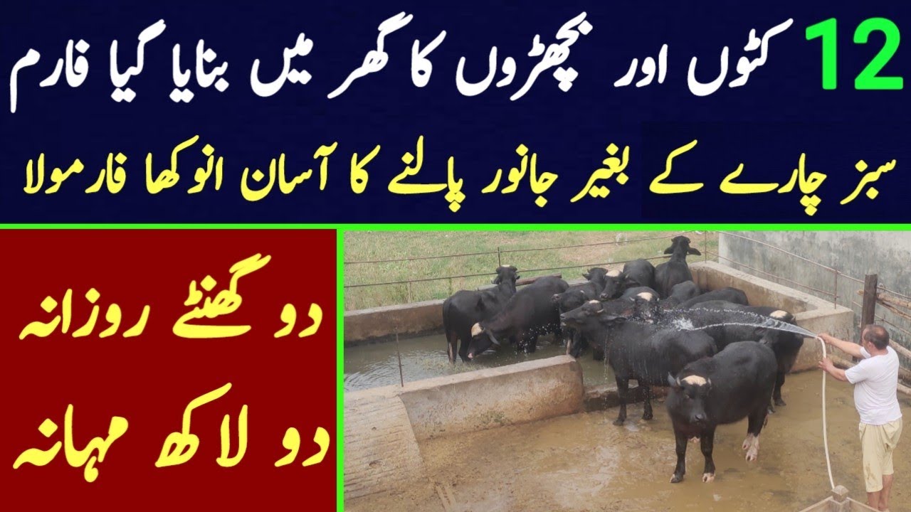 business ideas in pakistan | bachra farming in pakistan | katta farming in pakistan |