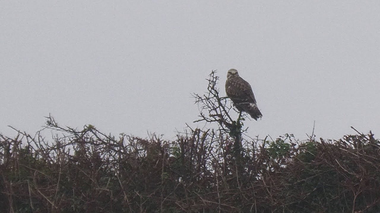 Rough-legged Buzzard. Polgigga/Sennen. West Cornwall.