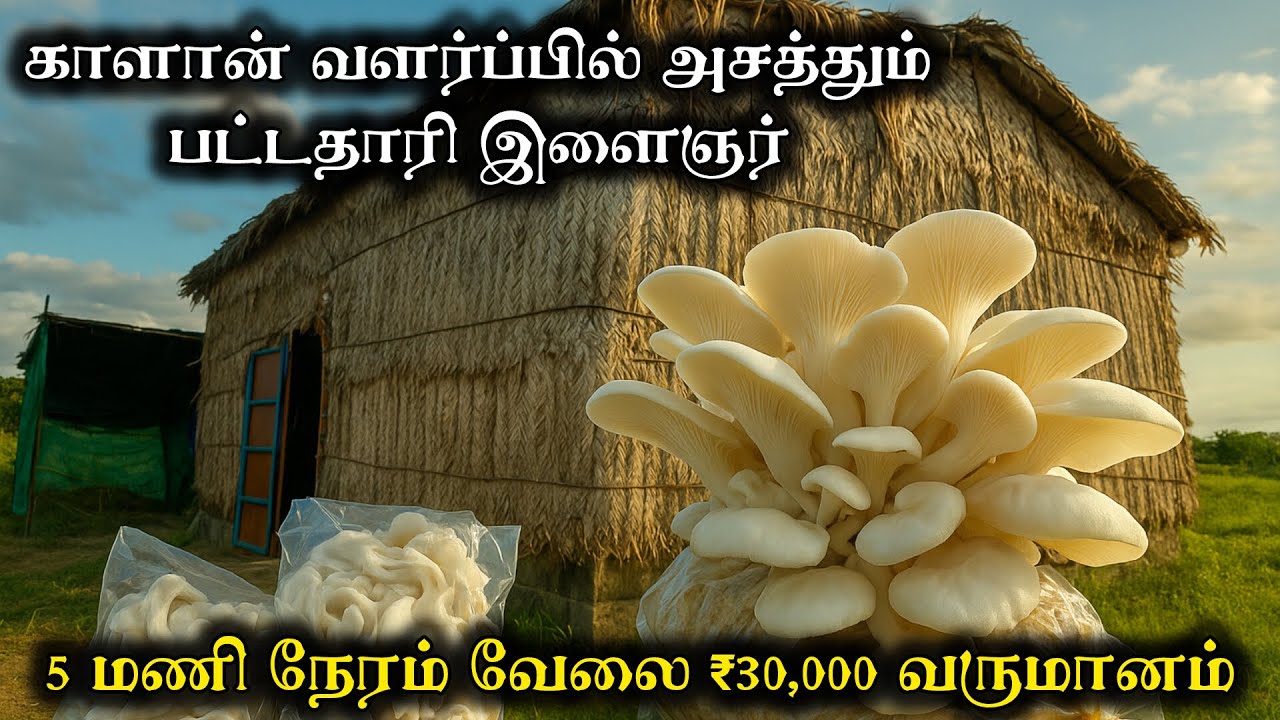 காளான் வளர்ப்பில் அசத்தும் பட்டதாரி இளைஞர் | chippi kalan valarpu | mushroom farm | vivasaya nanban
