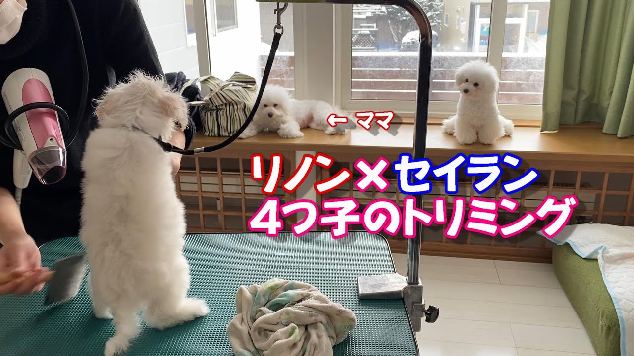 ビションフリーゼ リノン×セイラン4つ子のトリミング　Bichon Frise 비숑 프리제