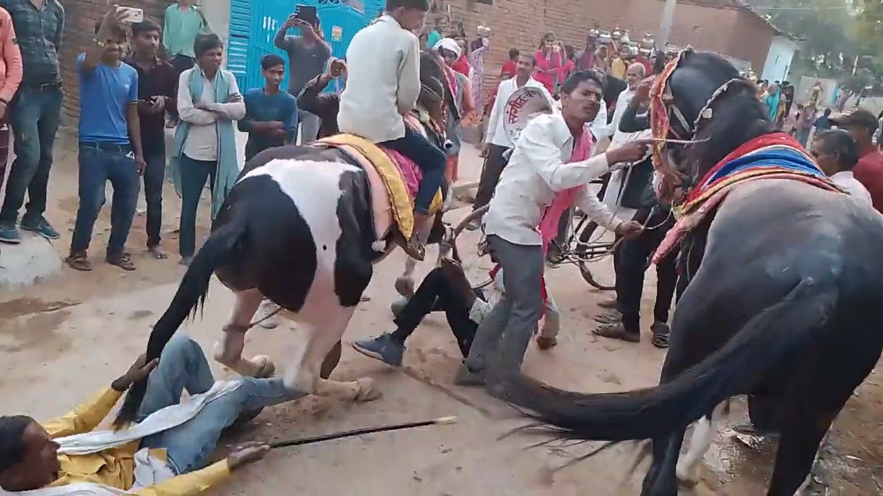 बेहतरीन घोड़ों का ट्रांस तीन चार घोड़ों का ट्रांस एक साथ घोड़े के नीचे घोड़े के सवार भी लेटे है