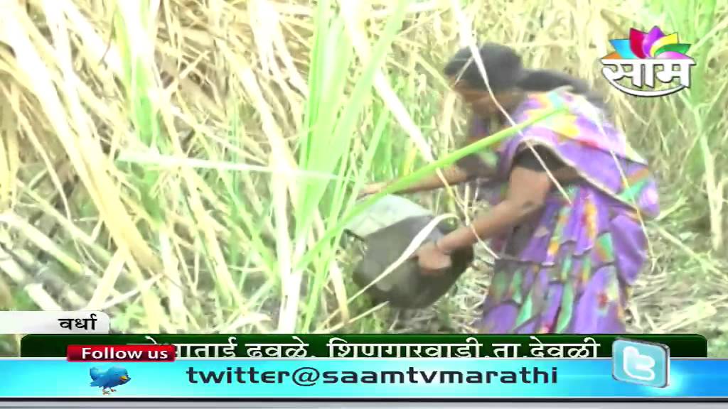 Shobha Dhawale's zero budget sugarcane farming success story