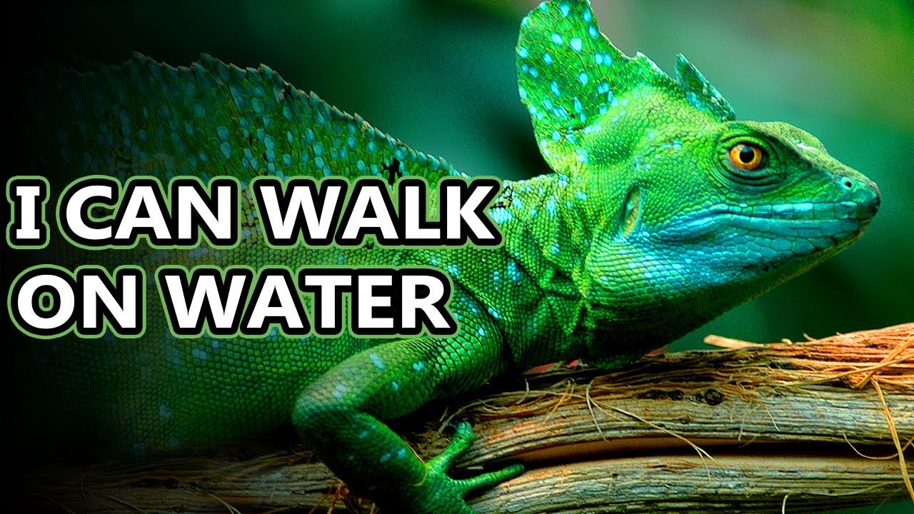 Basilisk Lizard facts: they're also known as Jesus Christ lizards | Animal Fact Files