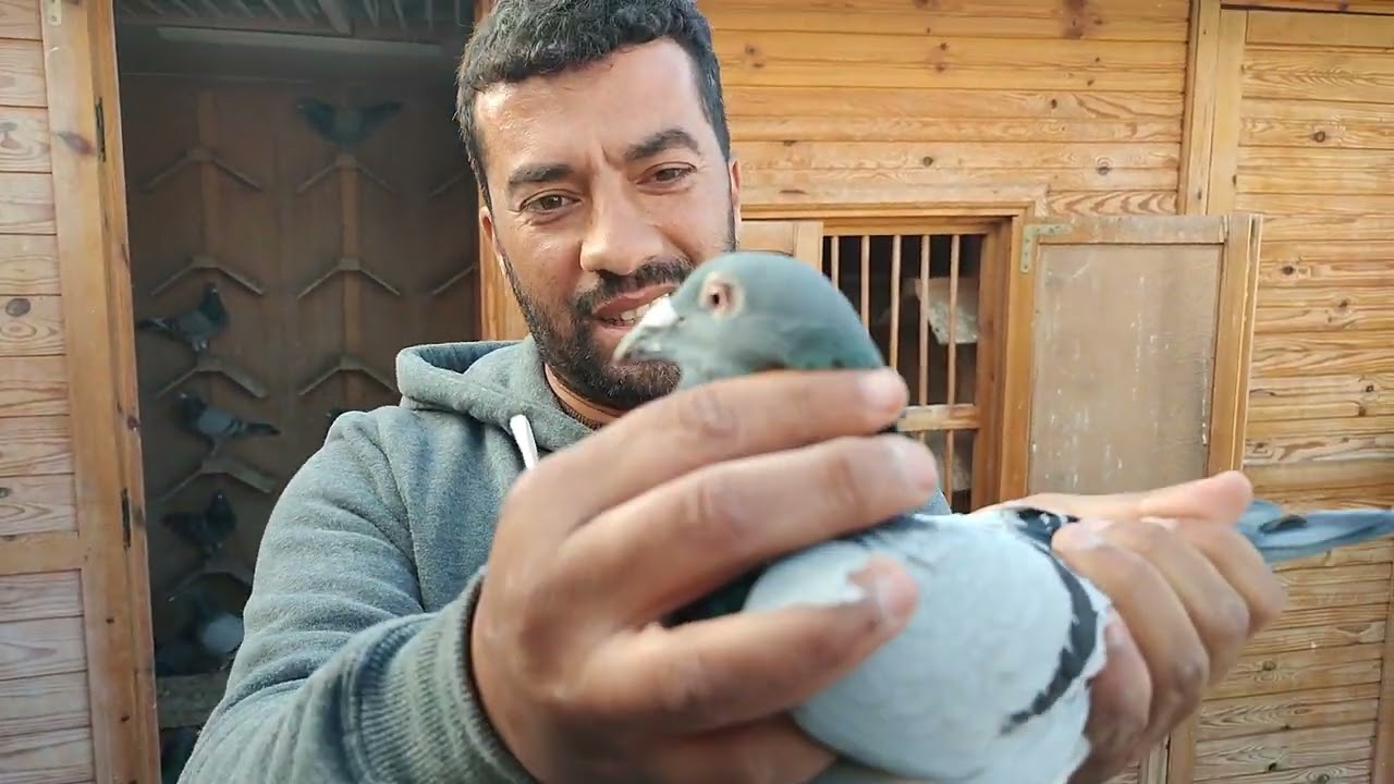 فديو رائع بلوفت الإنتاج للبطل رزقي يونس السلالة القوية تولع ورد عليا