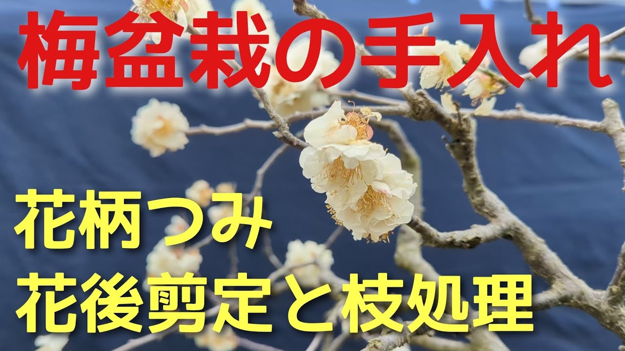 梅盆栽の手入れ花後剪定と枝処理