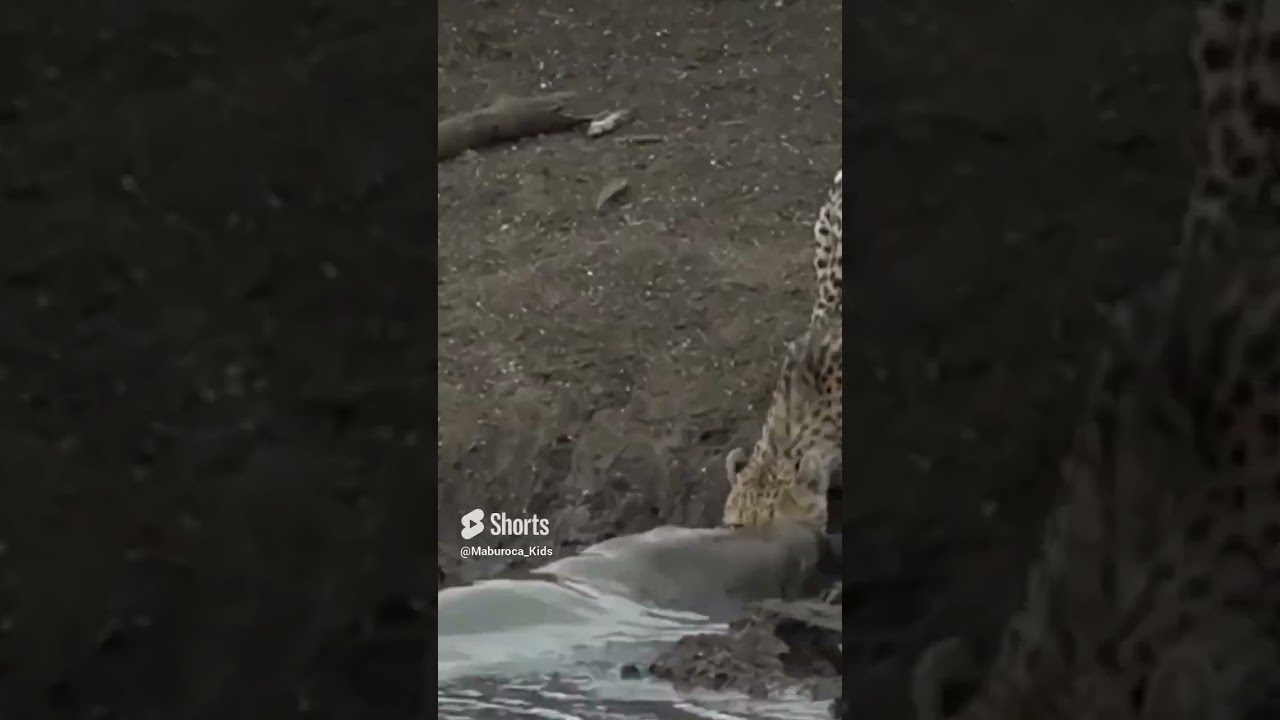 Eu chorei muito quando assisti esse video!