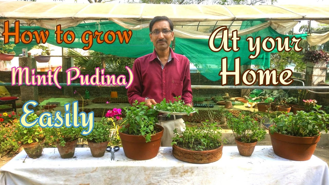 How to Grow  Mint ( PUDINA) Very Fast.