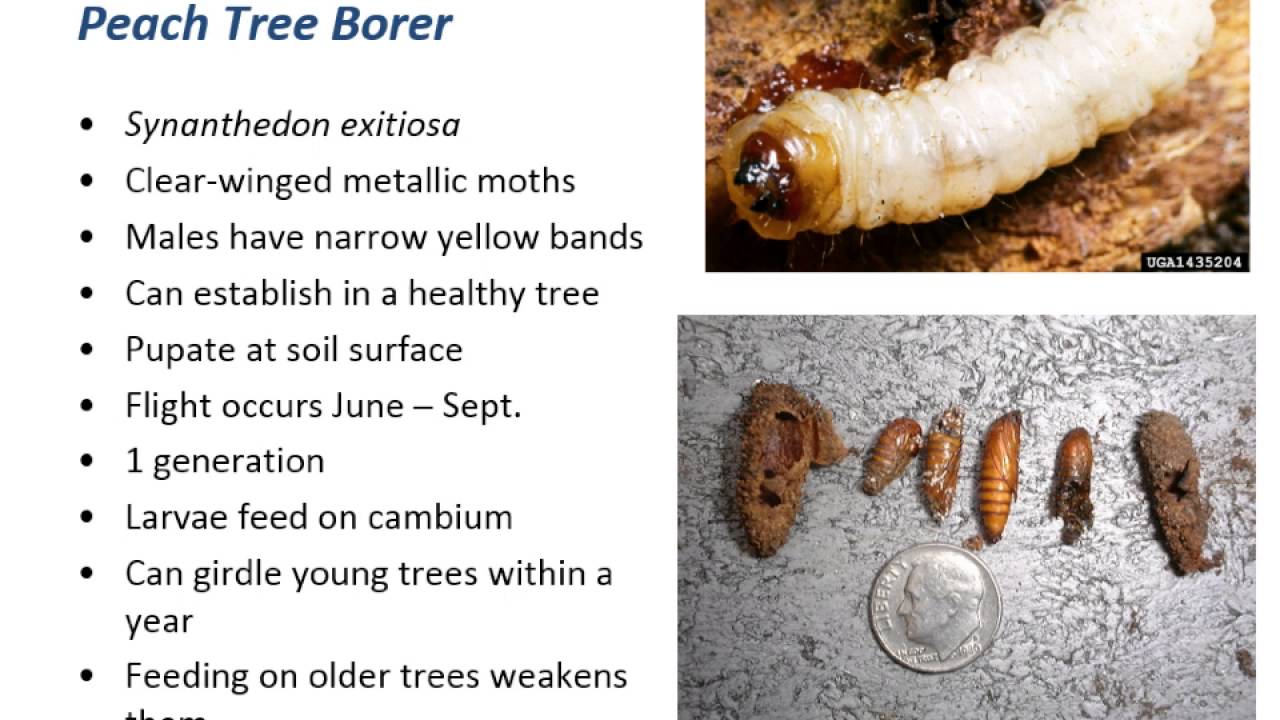 Entomology Update - Borers