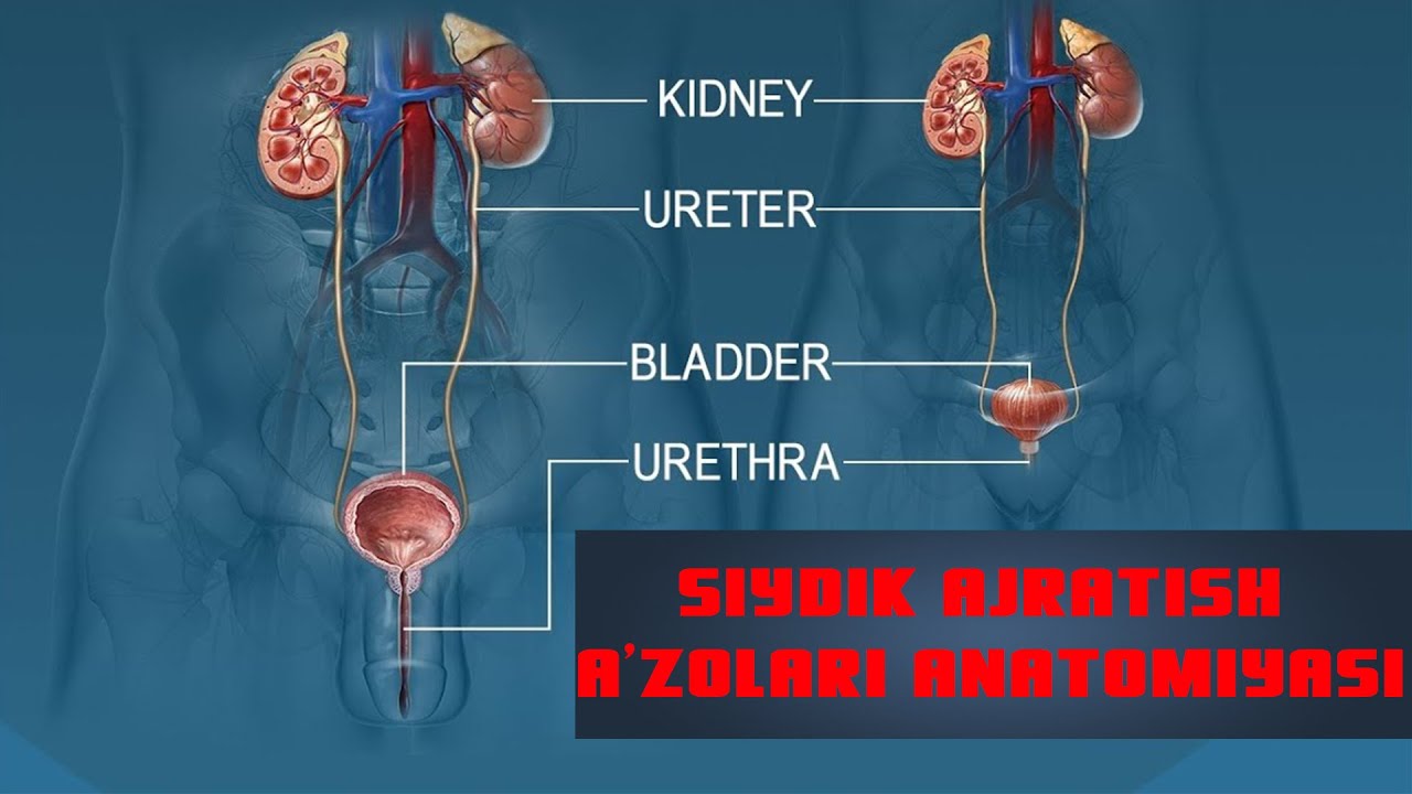 Siydik ajratish organlari anatomiyasi va fiziologiyasi