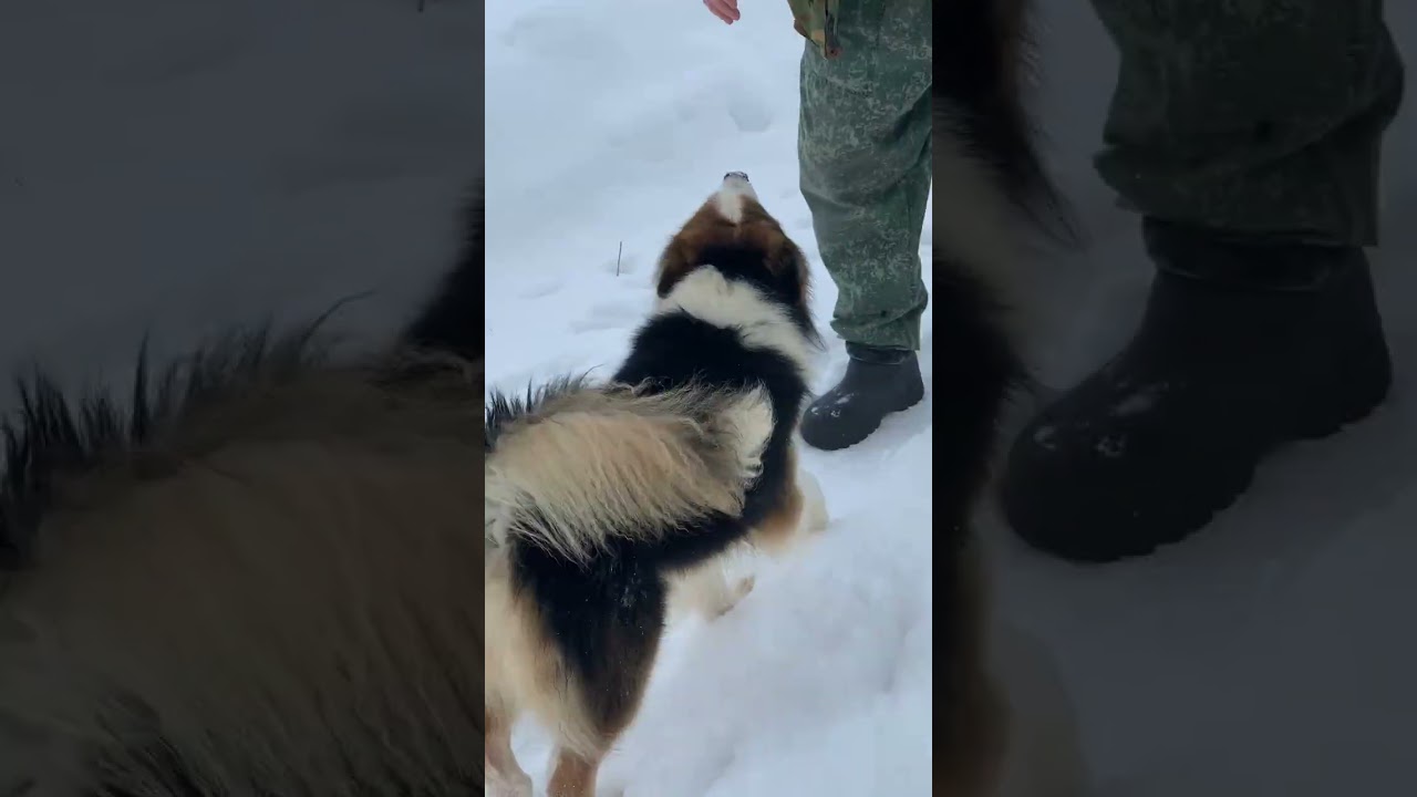 Ненецкая оленегонная лайка. Наши собаки. Нарьянмар и Сабетта. #ненецкаялайка #nenetslaika 