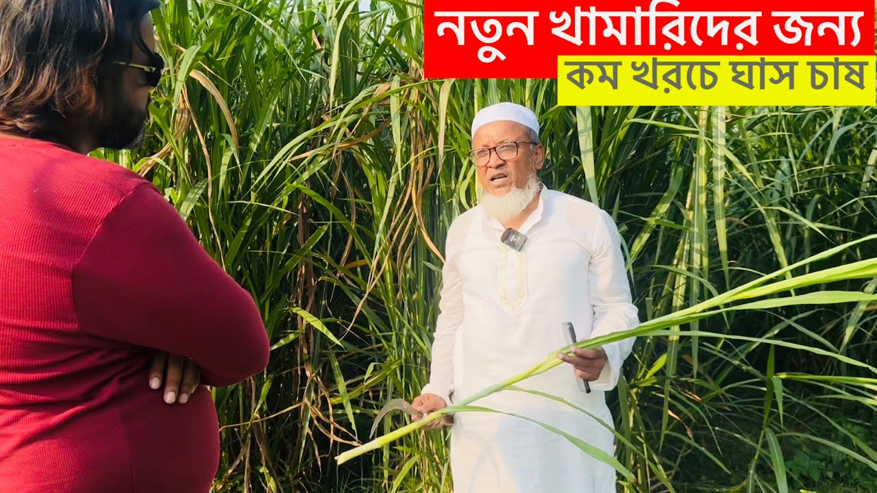 একবার চাষ, বারবার কাটিং! ঘাসের পরিচর্যার সঠিক নিয়ম | চাঁদপুর এগ্রোর আব্দুল হাই