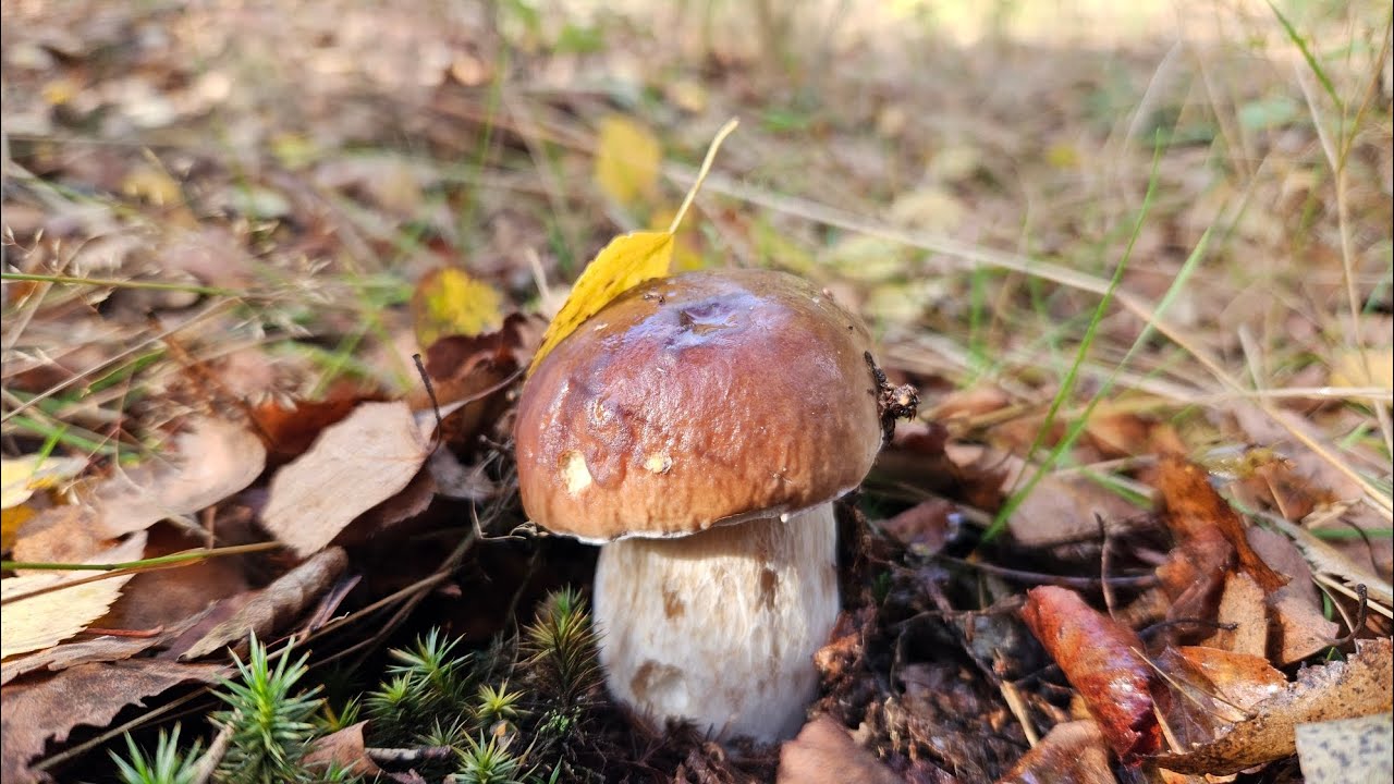 Wysyp borowików zbiór 31 prawdziwków z jednego wyjścia #grzyby #zbieraniegrzybów #las 