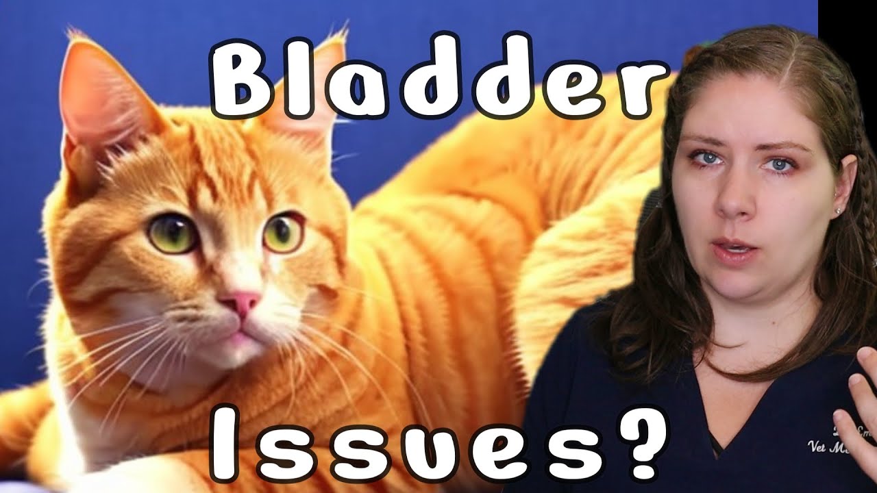 Everything You Need to know about Feline Idiopathic Cystitis | Veterinarian Explains