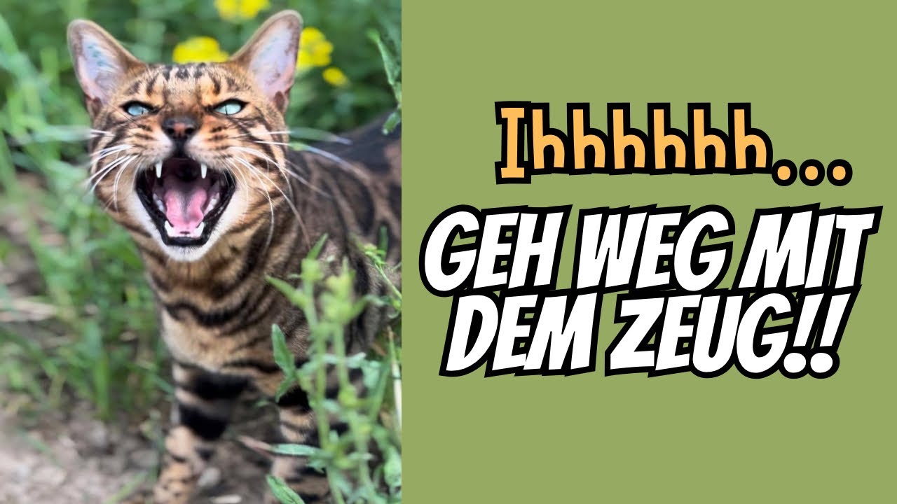 Diese eine Katze würde sein Leben dafür geben, während der Bengal Kater es eklig 🤢 findet..