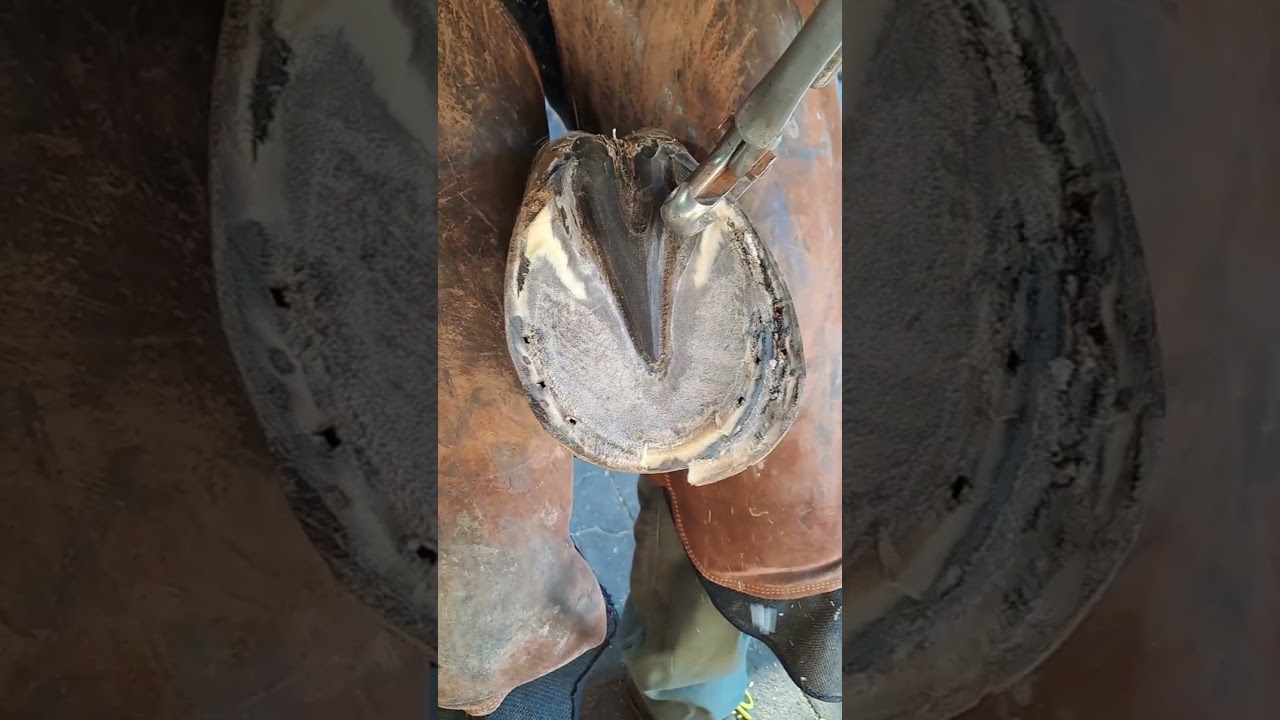 Satisfying horseshoe trimming. #horse #farriers #satisfying