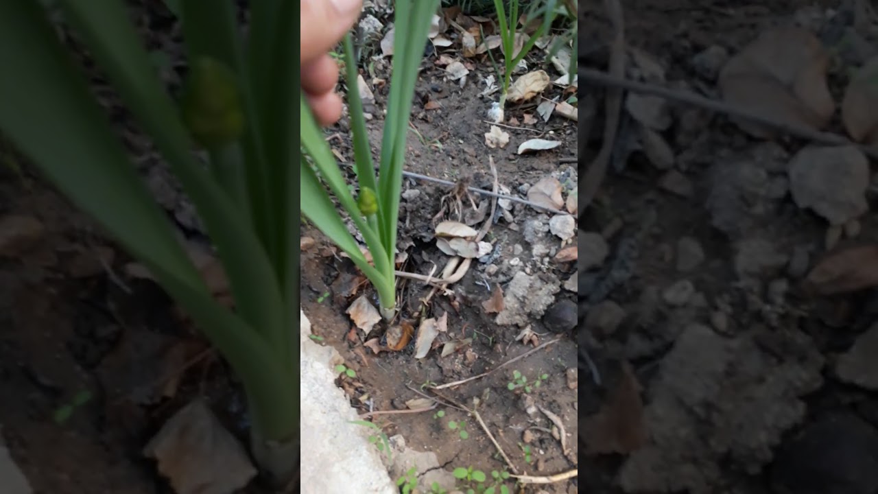 الأثر الناتج عن عملية تفريد أبصال النرجس ( كل ٣ سنوات )