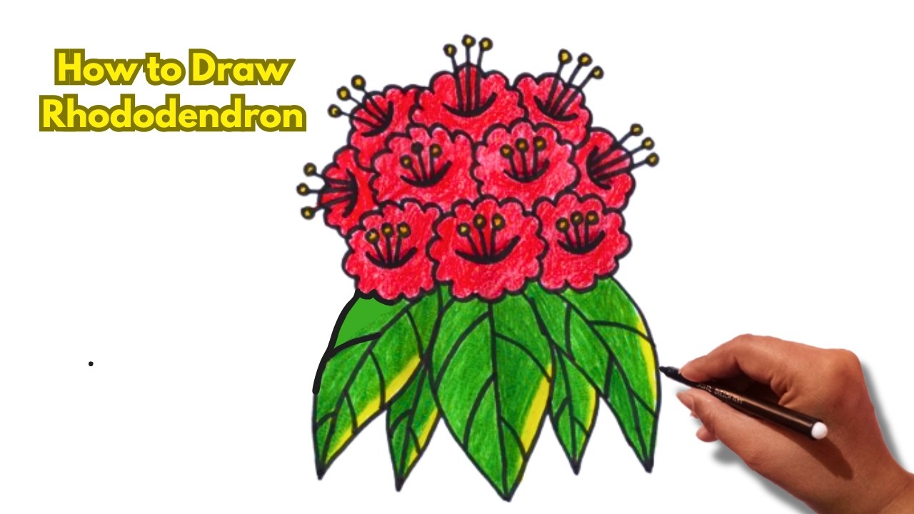 How To Draw Rhododendron Drawing Laliguras national flower🌺
