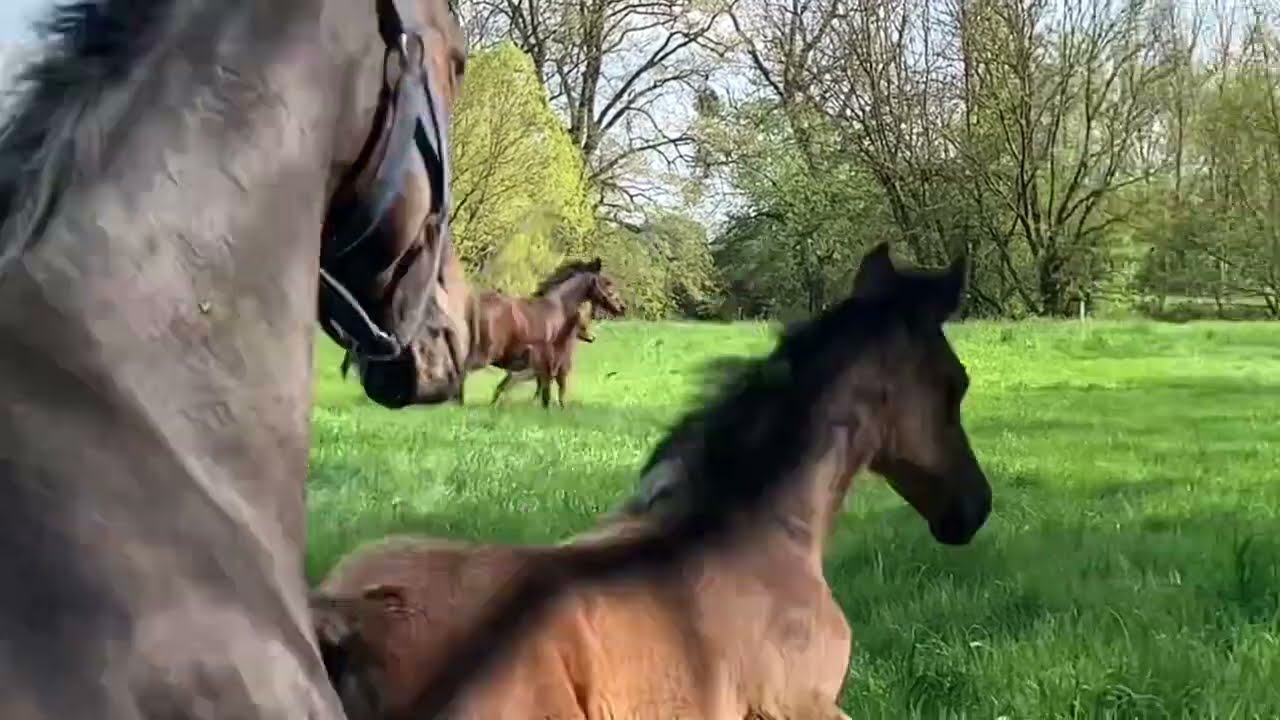 Trakehner Pferde im Emmerthal