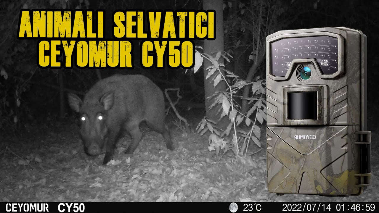 Filmiamo gli animali selvatici con la Ceyomur CY50 [fotocamera da caccia + SD + batterie]