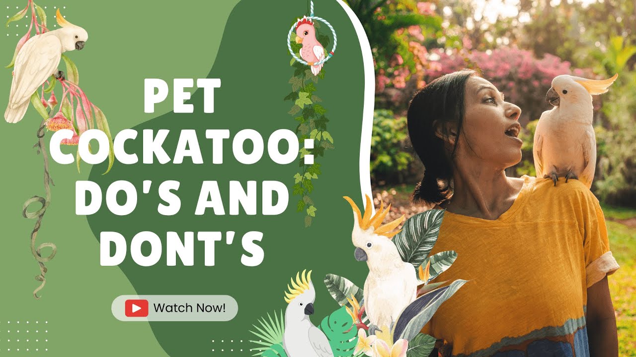 Raising Pet Cockatoos: Do’s and Dont’s