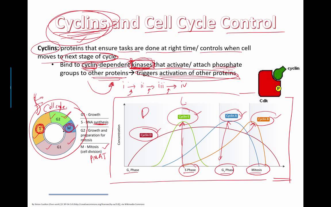 Cyclins, tumors, and smoking (IB Bio) (2015)