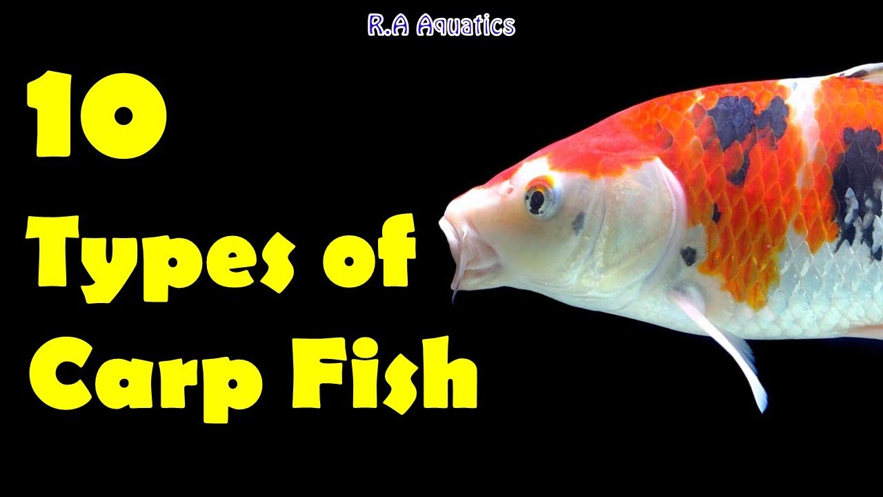 All Popular Carp Fish Varieties found in the World | Different Types of Carp Fish