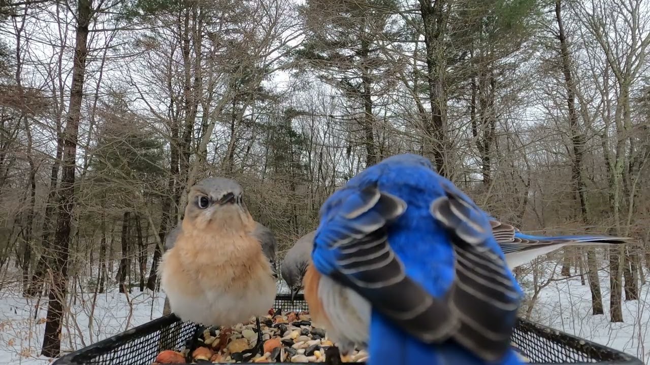 Eastern Bluebirds