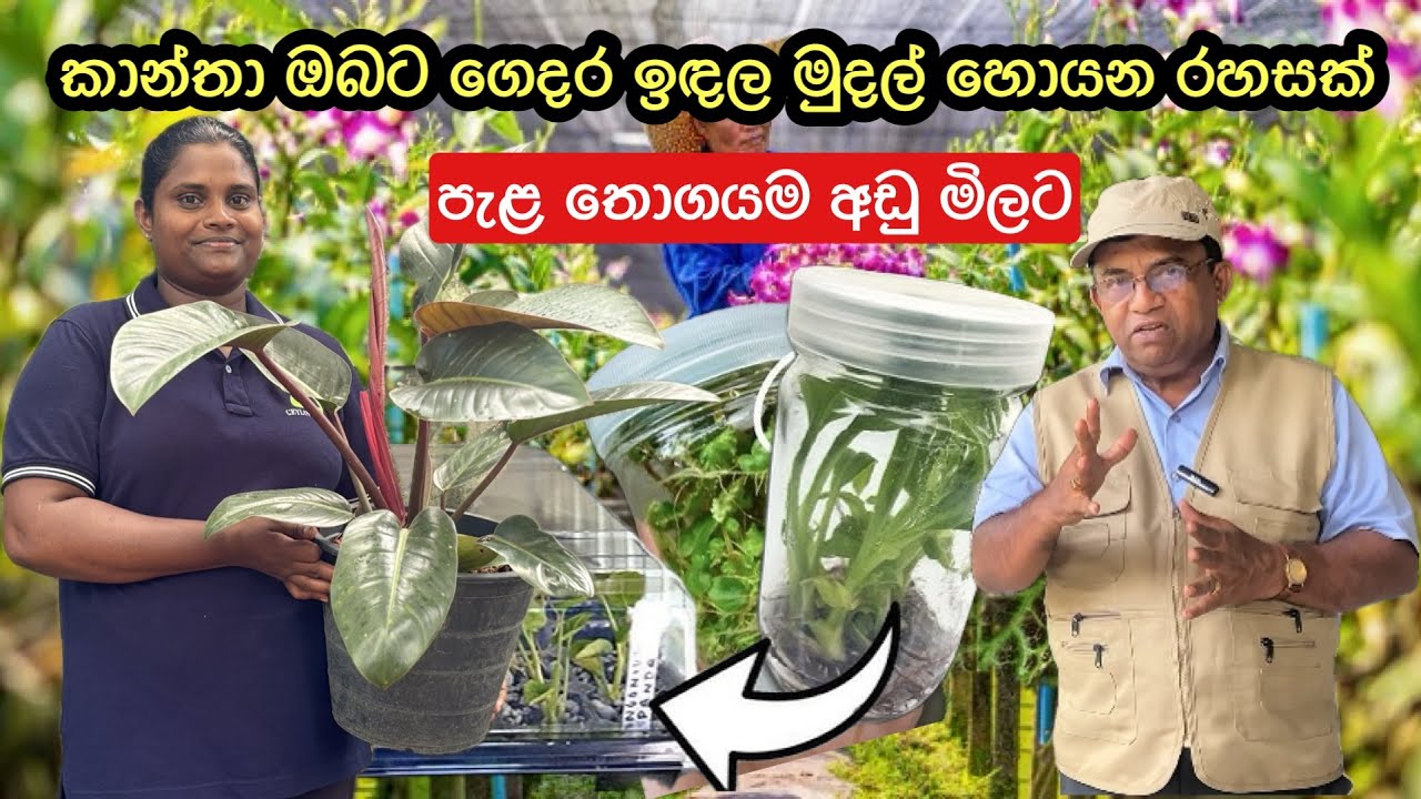 මසකට ලක්ෂයකට වැඩි ආදායමක් ගන්න පුළුවන් බය නැතුව පටන් ගන්න අපි පැල දෙන්නම් 💶🪴🍀💰