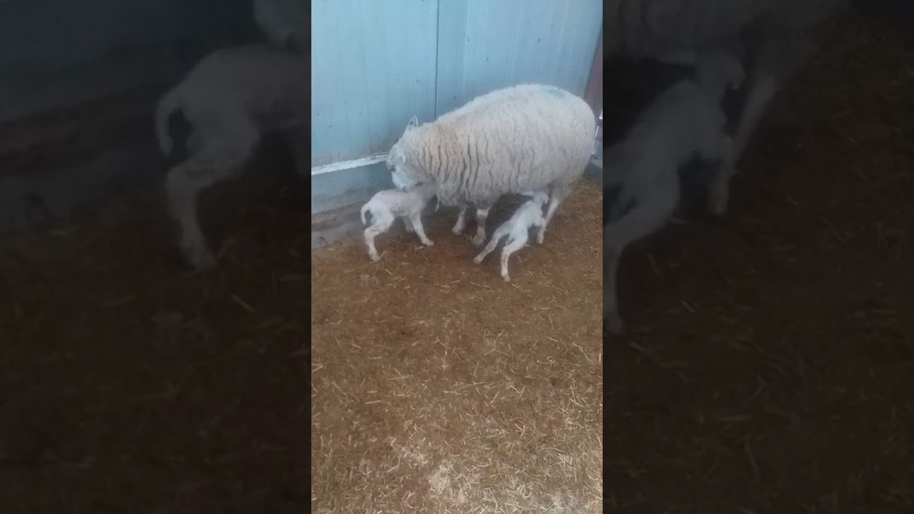 Tekzel koyunları yavrusu bir günlük guzel yavrulara beğeni bekliyoruz